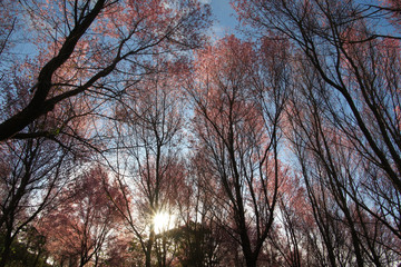 wild himalayan cherry or Thai sakura flower