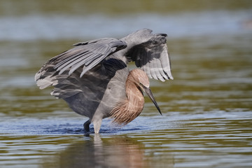 Reddish Egret using its wings to form a canopy as it stalks a fish - Fort De Soto Park, Florida