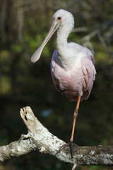 Roseate Spoonbill (Platalea ajaja) perched on a dead branch - Lettuce Lake Park, Tampa, Florida