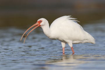 White Ibis eating a crab - Fort De Soto Park, Florida