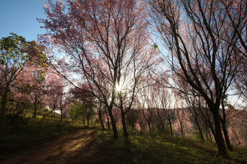 wild himalayan cherry or Thai sakura flower