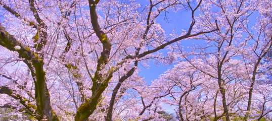 満開の桜の木（パノラマ）
