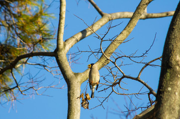 冬・小枝に止まるイカル