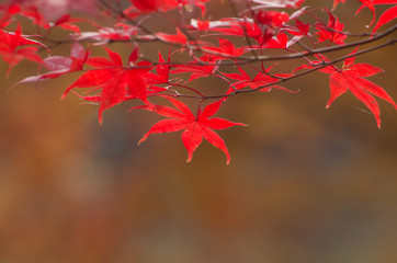 紅葉