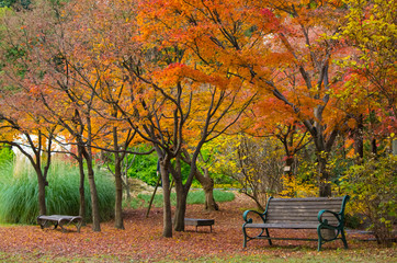 秋・ベンチのある公園の風景