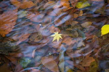 秋・水に沈むカエデの葉