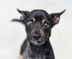 Cute small dog mix dog on gray background is looking up at the camera