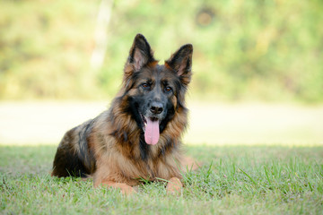 Long haired red and black German shepherd dog outdoors