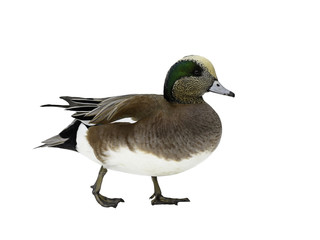 American Wigeon Portrait on White Background, Isolated