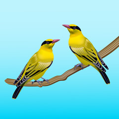 Beautiful bright yellow bird. Black naped oriole