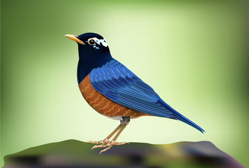 Black-breasted Thrush(Turdus dissimilis), A beautiful bird standing on timber