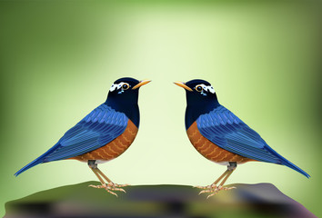Black-breasted Thrush(Turdus dissimilis), A beautiful bird standing on timber