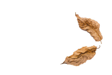 Dried leaves on white background, ioslated