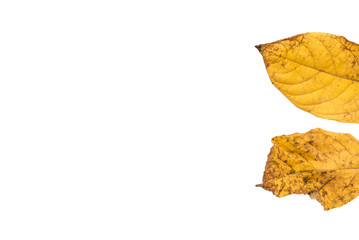 yellow leaves on white background, ioslated
