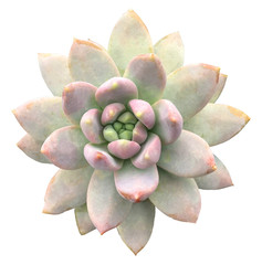 Succulent Isolated on White Background

