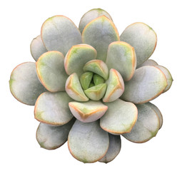 Succulent Isolated on White Background
