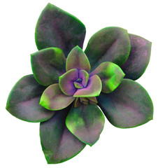 Succulent Isolated