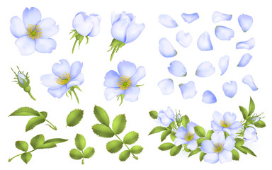 Dog-rose blooms. wild rose vector set