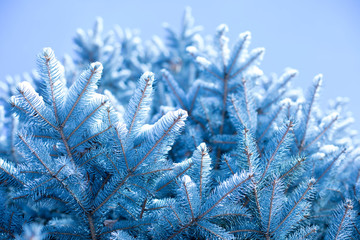 snow on branches and sky