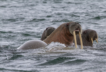Fototapeta premium walruses in a water in Svalbard