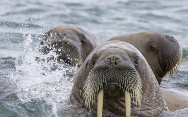 Naklejka premium walruses in a water in Svalbard
