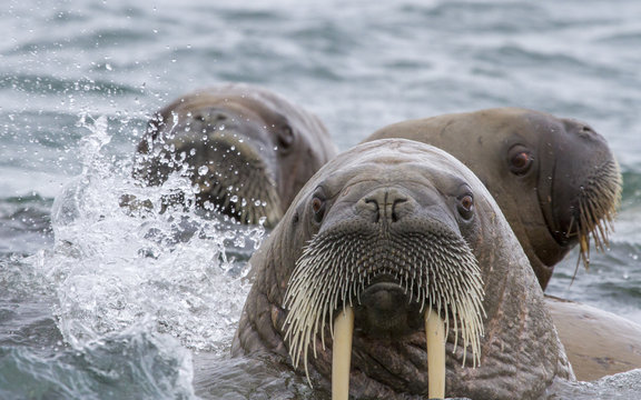 walruses in a water in Svalbard