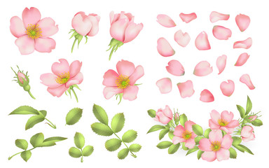 Dog-rose blooms. wild rose vector set