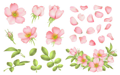 Dog-rose blooms. wild rose vector set - obrazy, fototapety, plakaty