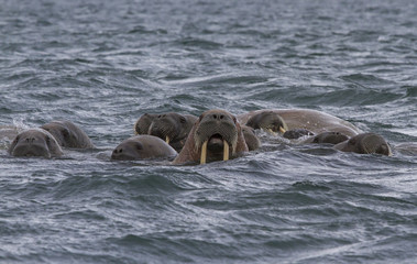 walruses in a water in Svalbard