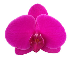 Naklejka na ściany i meble Pink Orchid Isolated on White Background