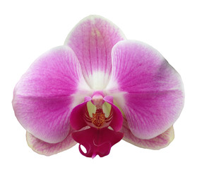Naklejka na ściany i meble Pink Orchid Isolated on White Background