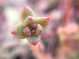Tiny Succulent Plant Closeup Baby Succulent Flower