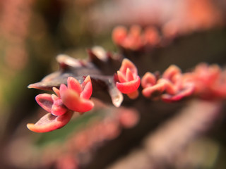 Tiny Succulent Plant Closeup Baby Succulent Flower
