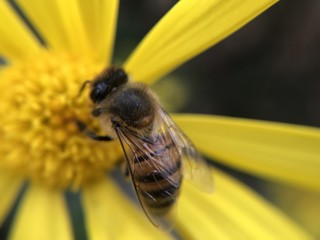 Bumble Bee On Yellow Flower Close Up