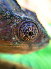 Chameleon Close Up Eye Scales