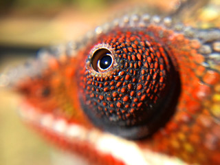 Chameleon Close Up Eye Scales