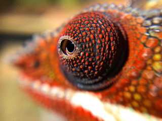 Chameleon Eye Close Up