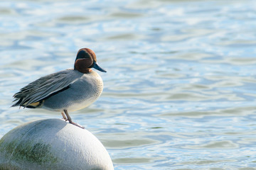 佇むコガモ(オス)