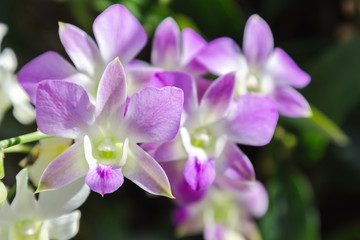 Fototapeta na wymiar Orchid flower in orchid garden at winter or spring day for postcard beauty and agriculture idea concept design. Dendrobium orchid. Hybrid orchid.