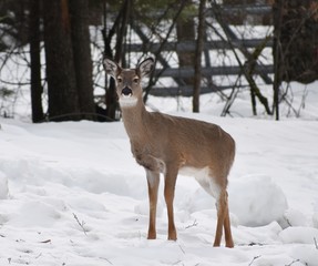 Fototapeta premium Deer standing in snow