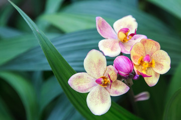 Beautiful flower and green leaf background in flower garden at sunny summer or spring day. flower for postcard beauty decoration and agriculture concept design.