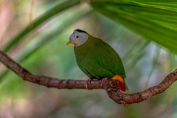 Fototapeta na wymiar Green, White and Yellow Plumage on a Black Naped Fruit Dove Perched on a Branch