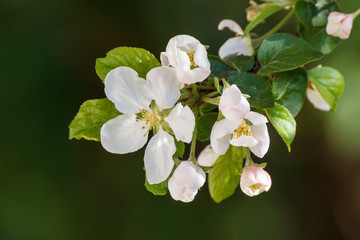 Flowers of an apple tree on a dark green background