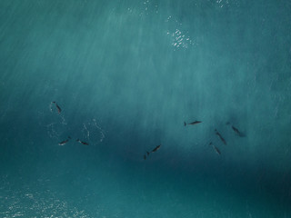 dolphins in clear ocean - 190329595