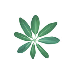 Fototapeta na wymiar Green tropical plant, tropic botany element vector Illustration