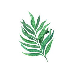 Leaf of tropical palm, exotic plant vector Illustration