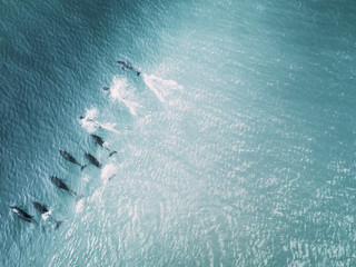 dolphins riding wave - obrazy, fototapety, plakaty