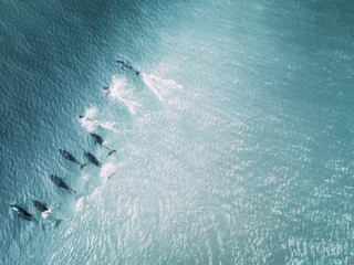 Fotobehang dolphins riding wave © Denham