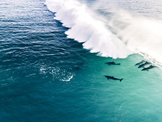 pod dolphins riding wave - 190330178
