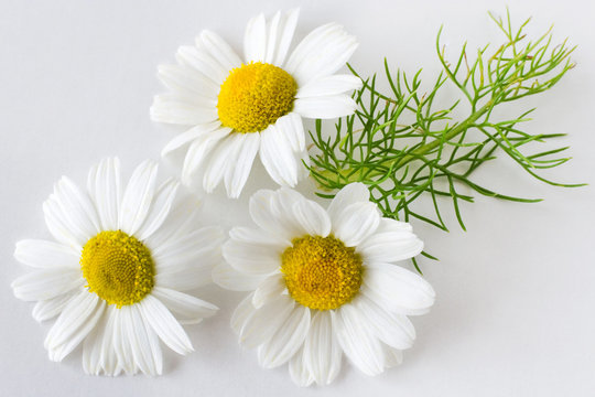 camomile (matricaria chamomilla) - health care and medical treatment - white flowers on the white background